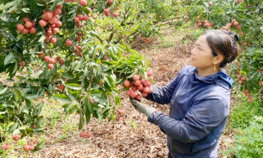  Chỉ dẫn địa lý "Vải thiều Lục Ngạn" còn hiệu lực bảo hộ tại 3 vùng lãnh thổ