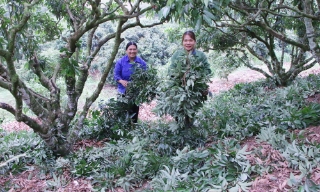 Bắc Ninh: Các nhà vườn tập trung chăm sóc vải thiều sau thu hoạch