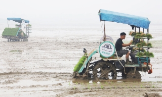Máy cấy mạ khay tăng hiệu quả sản xuất