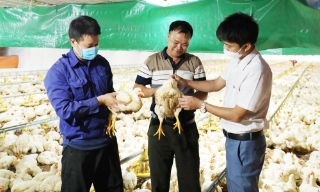 Phòng ngừa sự cố về điện trong chăn nuôi