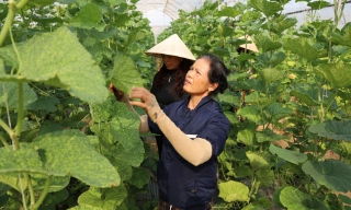Xây dựng nền nông nghiệp hiện đại, đáp ứng yêu cầu phát triển đô thị