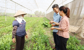 Bắc Ninh: Tập trung ruộng đất, nâng hiệu quả sản xuất nông nghiệp