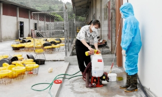 Bắc Ninh: Triển khai các biện pháp phòng, chống dịch cúm gia cầm