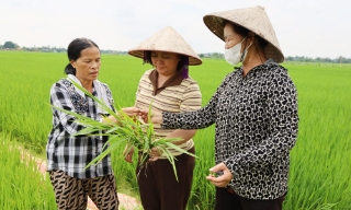 Bắc Ninh: Nhân rộng mô hình canh tác lúa  thân thiện với môi trường