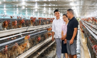 Ứng dụng công nghệ, nâng hiệu quả chăn nuôi gia cầm
