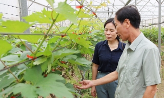 Bắc Ninh: Phát triển nông nghiệp ven đô theo hướng hiện đại