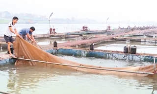 Bắc Ninh: Mở lối thoát nghèo từ liên kết sản xuất