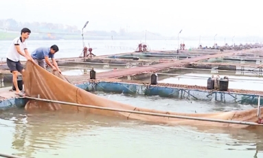  Bắc Ninh: Mở lối thoát nghèo từ liên kết sản xuất