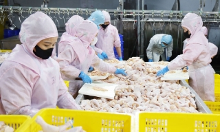 Bắc Ninh: Chăn nuôi theo chuỗi liên kết, tạo giá trị bền vững