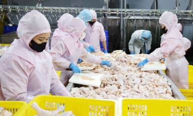  Bắc Ninh: Chăn nuôi theo chuỗi liên kết, tạo giá trị bền vững