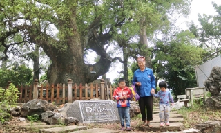 Bóng cổ thụ mang hồn quê Kinh Bắc
