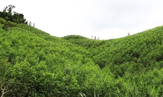 Bắc Ninh tăng cường kiểm tra, siết chặt quản lý rừng và đất lâm nghiệp