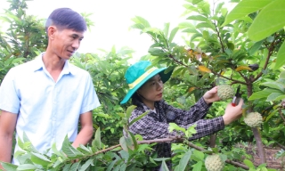 Bắc Ninh: Quản lý chặt mã số vùng trồng