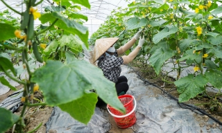 Bắc Ninh phấn đấu 100% mô hình nông nghiệp công nghệ cao gắn với chuỗi liên kết đa giá trị