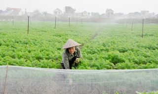 Bắc Ninh phấn đấu gieo trồng 26.000 ha cây vụ đông