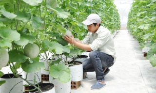 Phát triển nông nghiệp đa giá trị - Hướng đi bền vững
