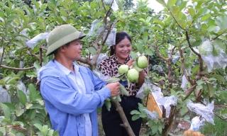 Bắc Ninh: Mùa quả ngọt sau mưa bão