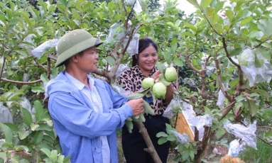  Bắc Ninh: Mùa quả ngọt sau mưa bão
