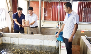 Ứng dụng công nghệ nâng hiệu quả nuôi lươn