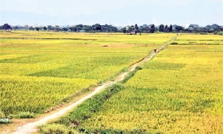 Khúc ca mùa gặt 