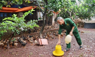 Tuân thủ quy trình chăn nuôi an toàn, nâng giá trị đàn gà 