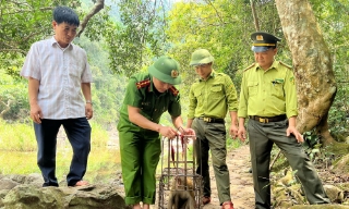 Bắc Ninh cần một nơi cứu hộ động vật hoang dã