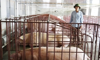 Di dời cơ sở chăn nuôi ra ngoài khu dân cư