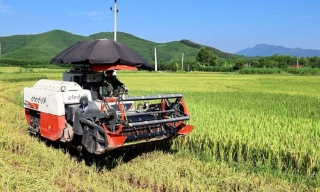 Bắc Ninh: Thu hoạch hơn 2,1 nghìn ha lúa mùa