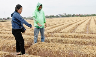 Bắc Ninh: Liên kết sản xuất, linh hoạt cơ cấu cây trồng vụ đông