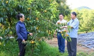  Đa dạng sinh kế từ rừng và cây ăn quả