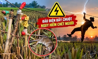 Cẩn trọng với bẫy điện ở ruộng đồng