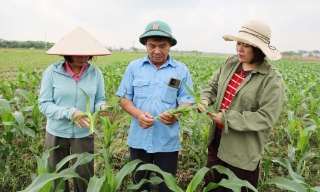 Vụ đông 2026: Chuyển đổi cơ cấu cây trồng, gia tăng giá trị