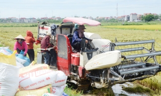 Bắc Ninh thu hoạch gần 50% diện tích lúa mùa