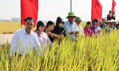  Bắc Ninh: Nhân rộng mô hình canh tác lúa giảm phát thải khí nhà kính