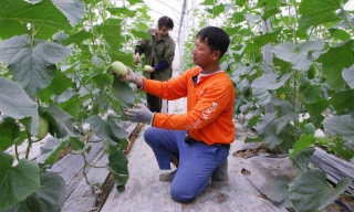Bắc Ninh: Nông dân giỏi tiên phong chuyển đổi số 