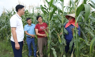 Cấp ủy sâu sát, tháo gỡ  khó khăn cho nông dân