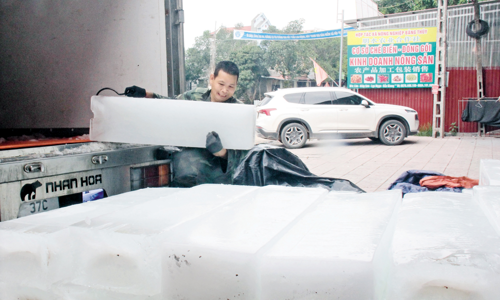 Lục Ngạn: Doanh nghiệp, hợp tác xã sẵn sàng tiêu thụ vải thiều
