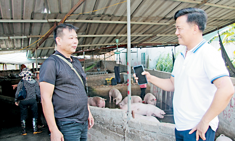 Chuyện làm giàu ở làng lái heo