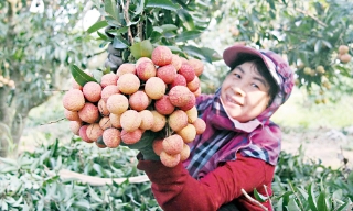 Bắc Ninh: Phát triển nông nghiệp công nghệ cao, tích hợp đa giá trị