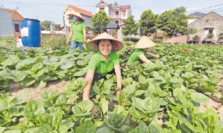 Nhân rộng những điển hình tiên tiến trong phụ nữ