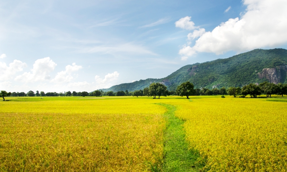  Trước cánh đồng