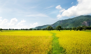 Trước cánh đồng