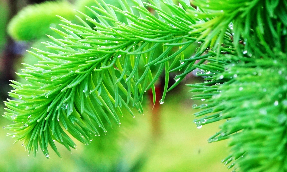  Dự báo thời tiết Bắc Ninh đêm 10, ngày 11/7