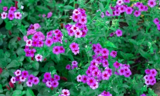 Dự báo thời tiết Bắc Ninh từ ngày 14 đến ngày 20/7