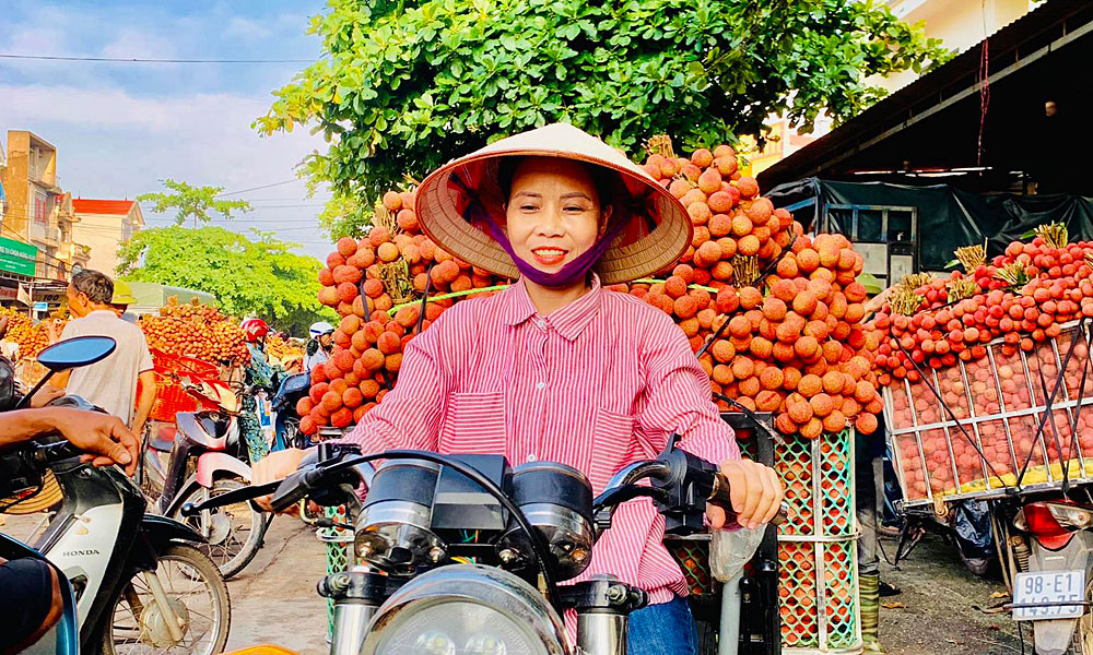 Giá vải thiều tại Lục Ngạn cao nhất từ trước đến nay