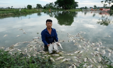  Bắc Ninh: Cá chết trắng ao, hộ nuôi thiệt hại khoảng 100 triệu đồng