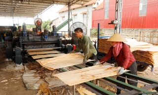 Bắc Ninh: Giá gỗ rừng trồng tăng, người trồng rừng thu lãi cao