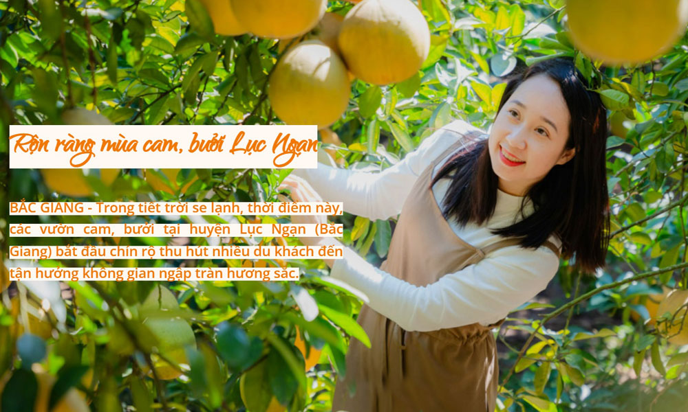 Rộn ràng mùa cam, bưởi Lục Ngạn