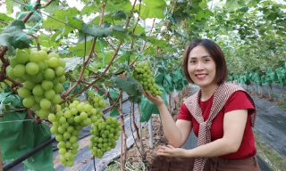 Trường Đại học Nông - Lâm Bắc Giang: Nghiên cứu, chuyển giao thành công 4 giống nho mới
