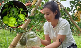 Nét độc đáo mô hình bưởi tạo hình ở Phi Lễ